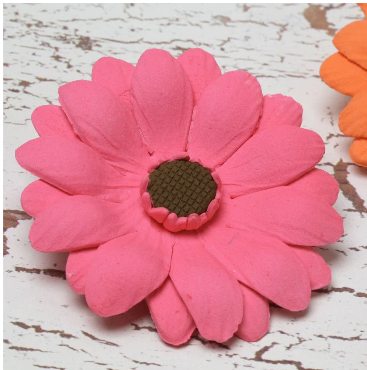 Gerbera Daisy