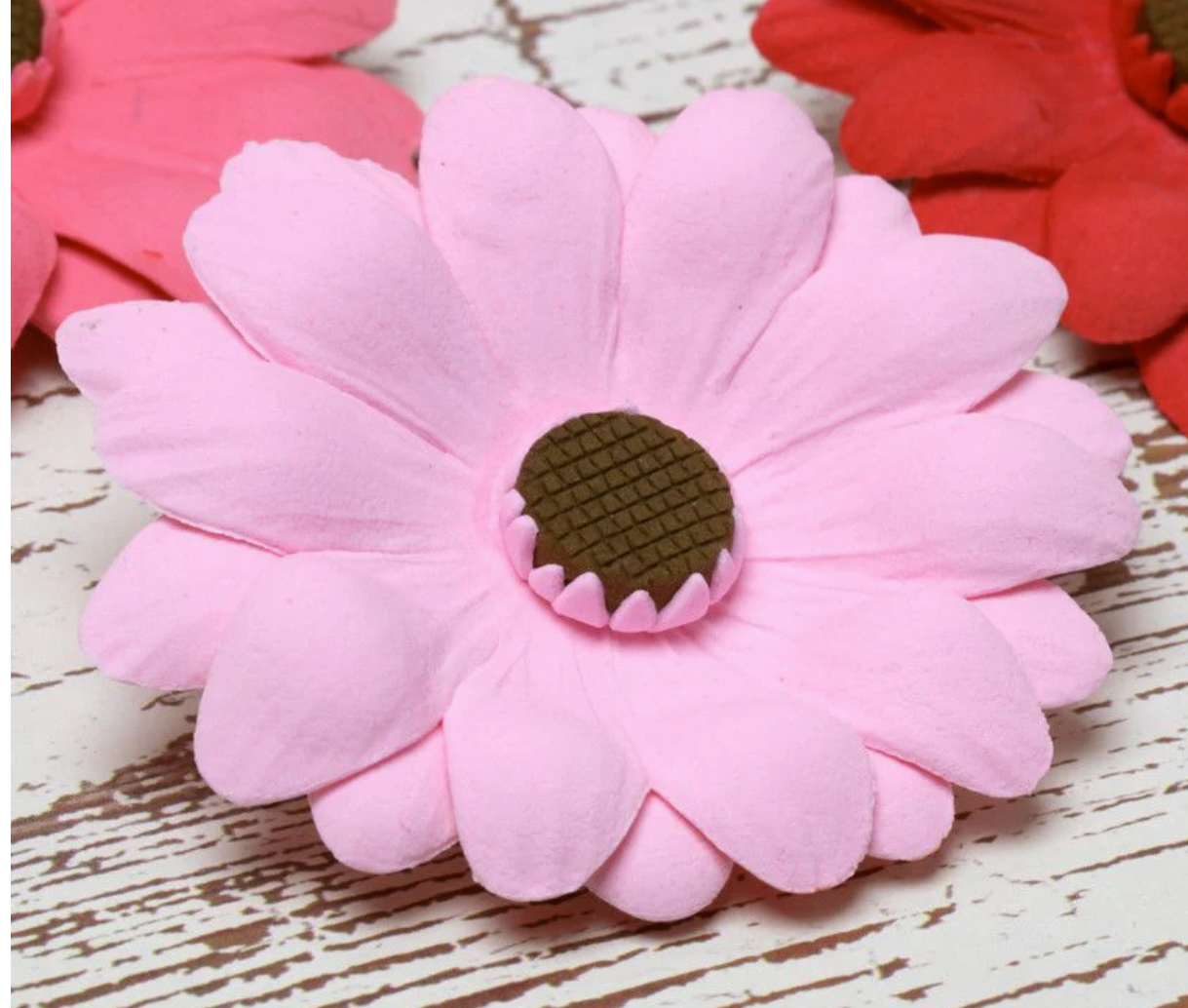 Gerbera Daisy