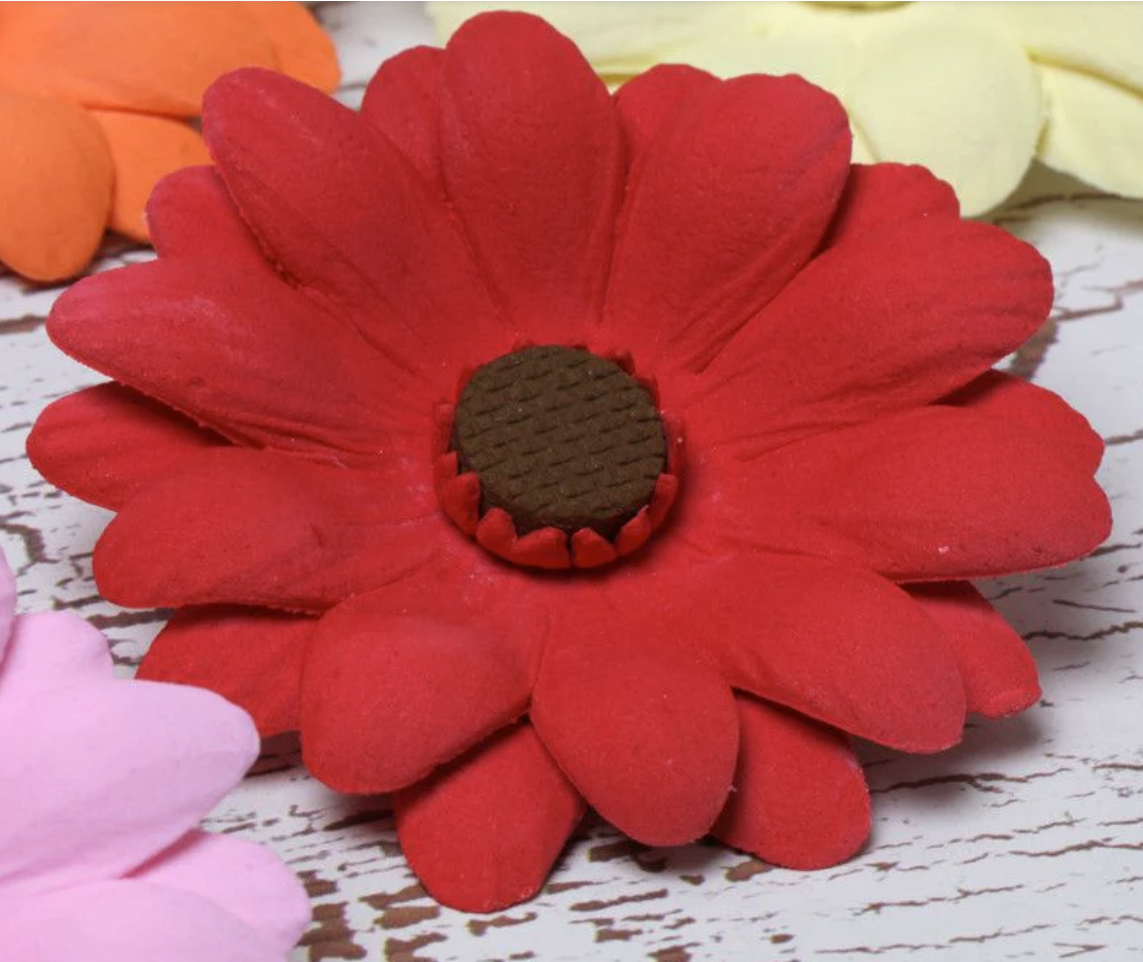 Gerbera Daisy