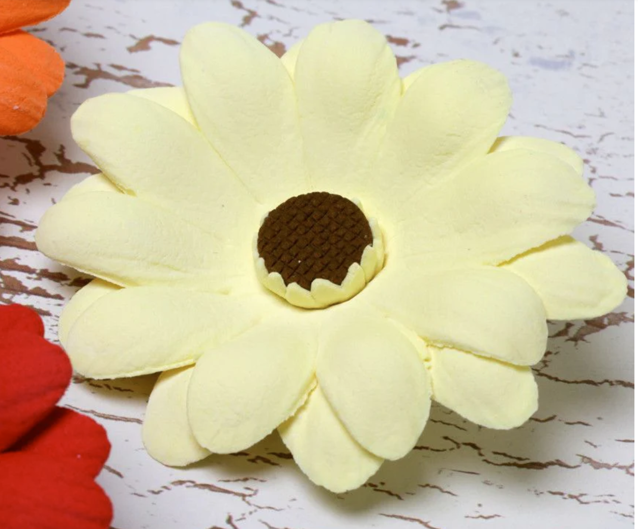 Gerbera Daisy