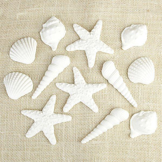 White Seashell